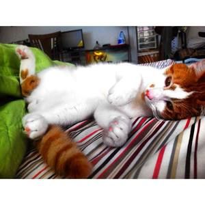 Meet your Posher, Ana